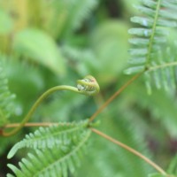 Dicranopteris linearis (Burm.f.) Underw.